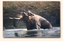 Chitawna Safari